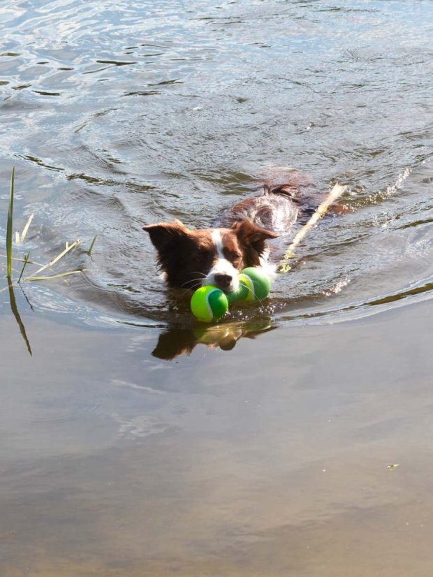 Latexová činka pro psy zelená