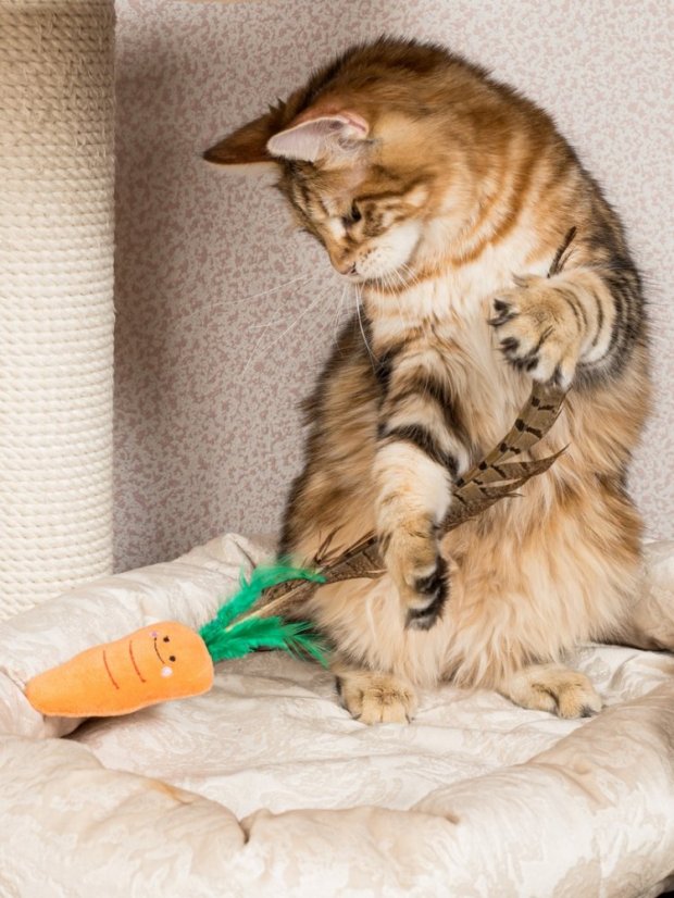 Bažantí pero pro kočky oranžové