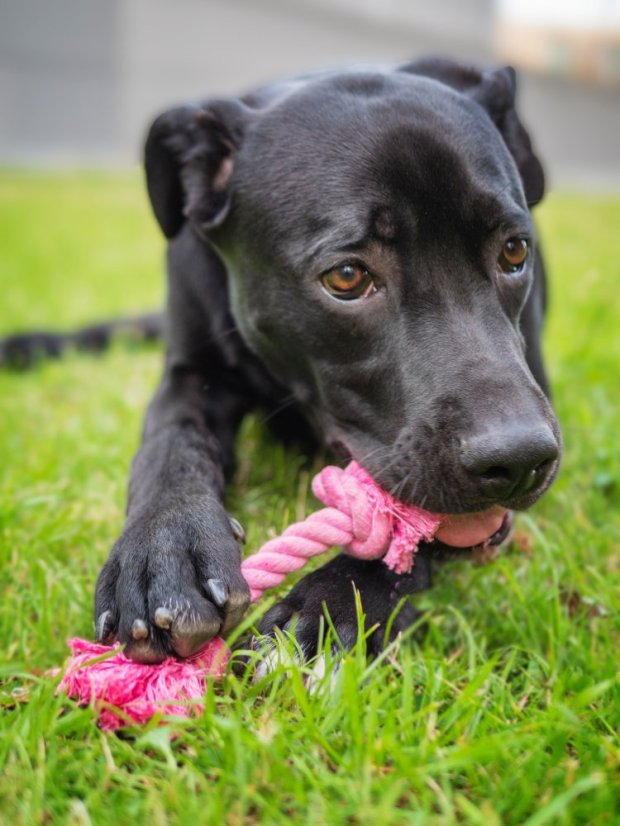 Dentální hračka Provaz jahodová příchuť SS