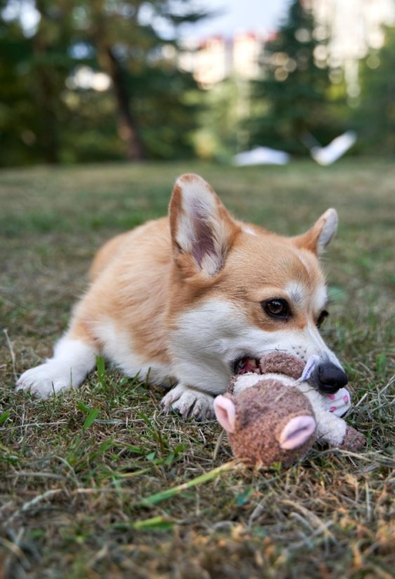 Hračka Veverka z měkké přírodní bavlny pískací
