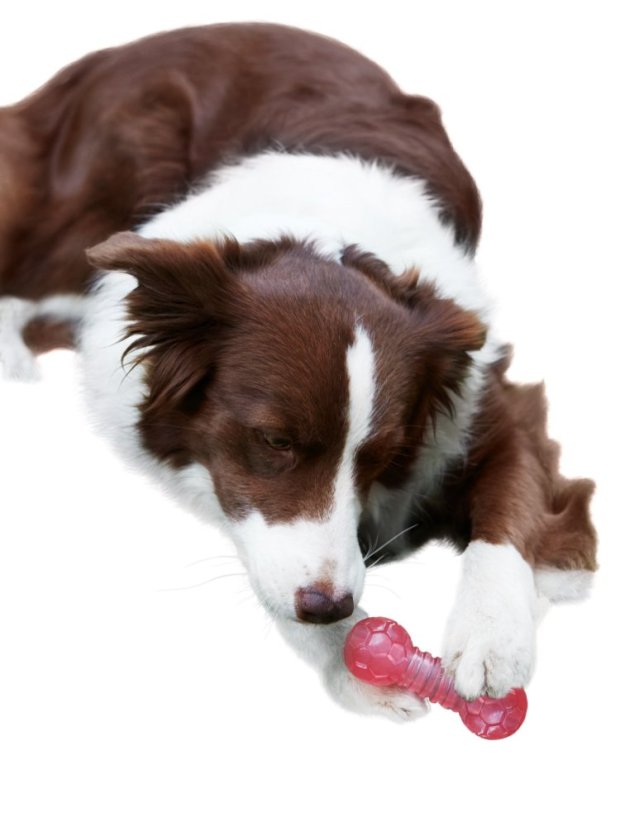 Japan Premium Pet hračka ve tvaru činky na masáž dásní a čištění zubů pro psy, růžová.