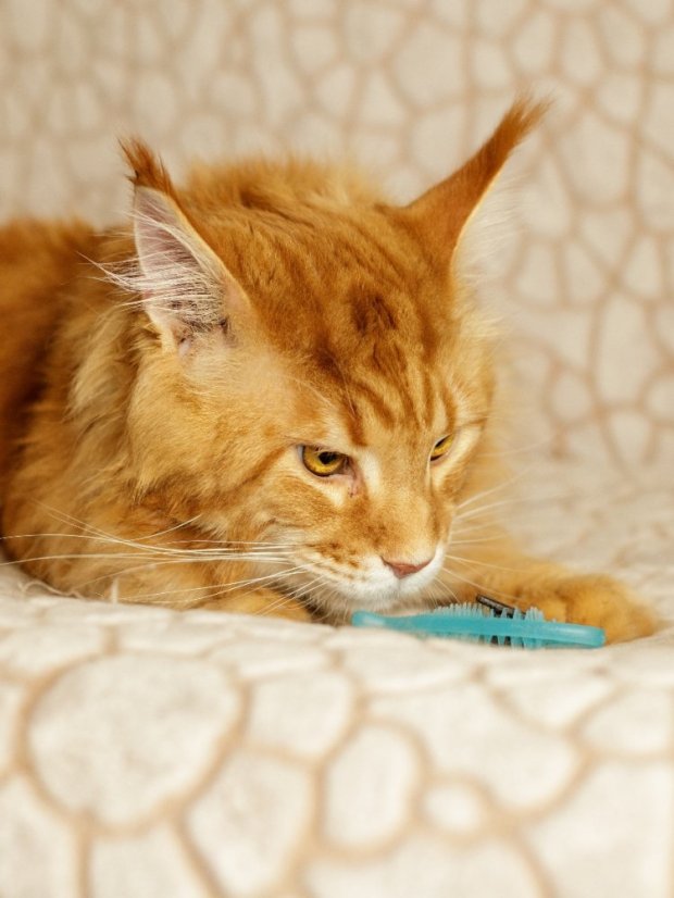 Měkká 3D Ryba s matatabi modrá