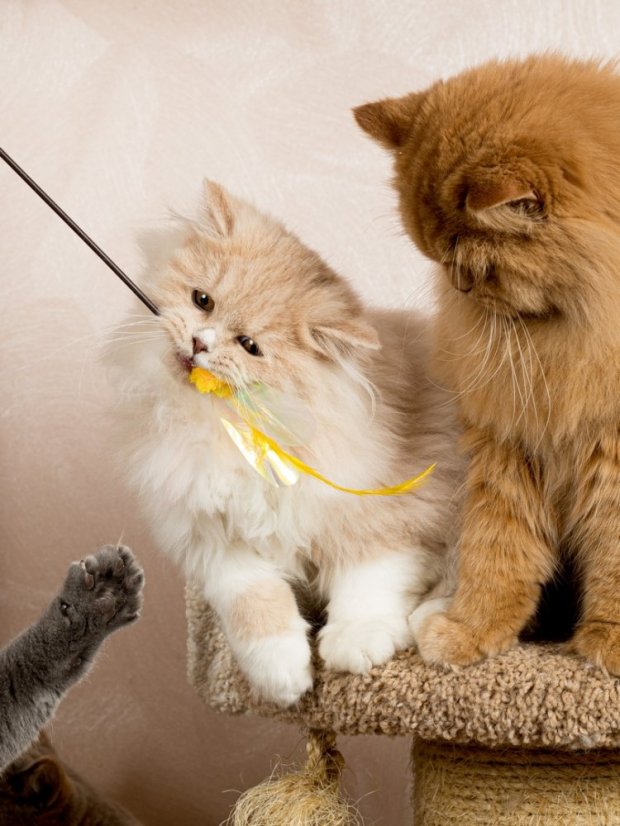 Udice Květ se stimulací tří instinktů lovce pro kočky