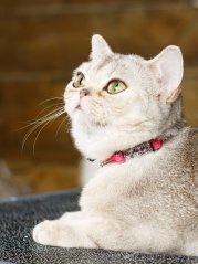 Bezpečný obojek se systémem proti udušení růžový SSS