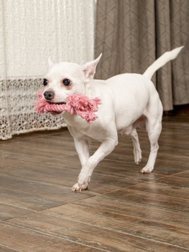 Dentální hračka Provaz jahodová příchuť SS