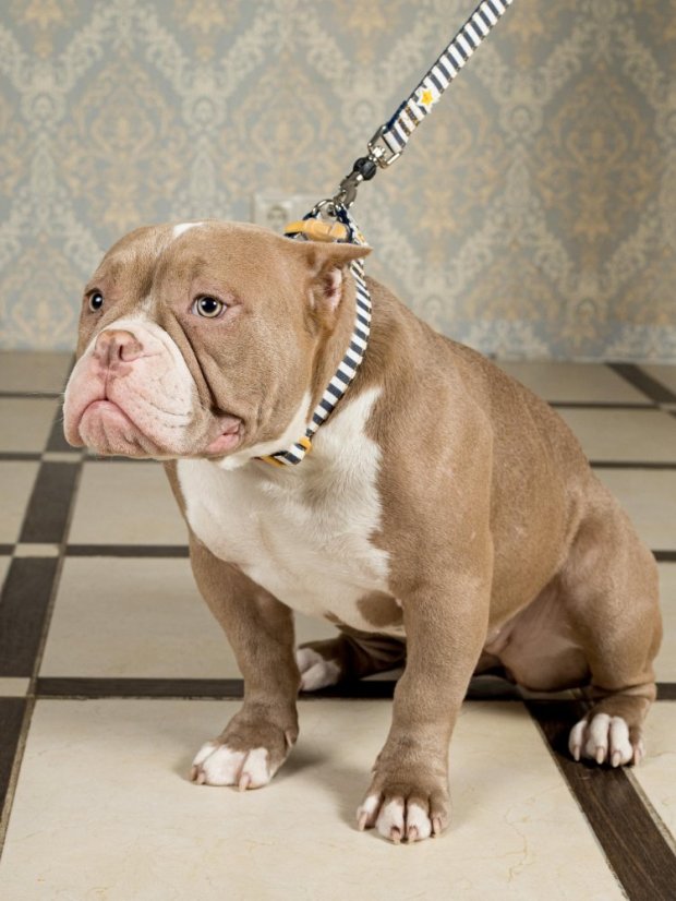 Džínový obojek a vodítko s dvojitým zapínáním pruhovaný modrý M