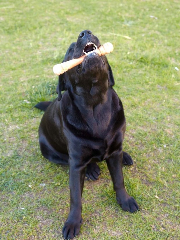 Aportovací činka dřevěná S