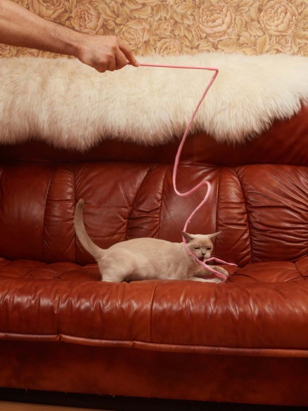 Škádlítko se silným křupáním růžové