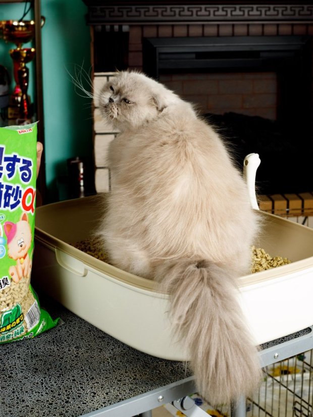 Ultrahrudkující podestýlka na bázi japonského čaje 7l