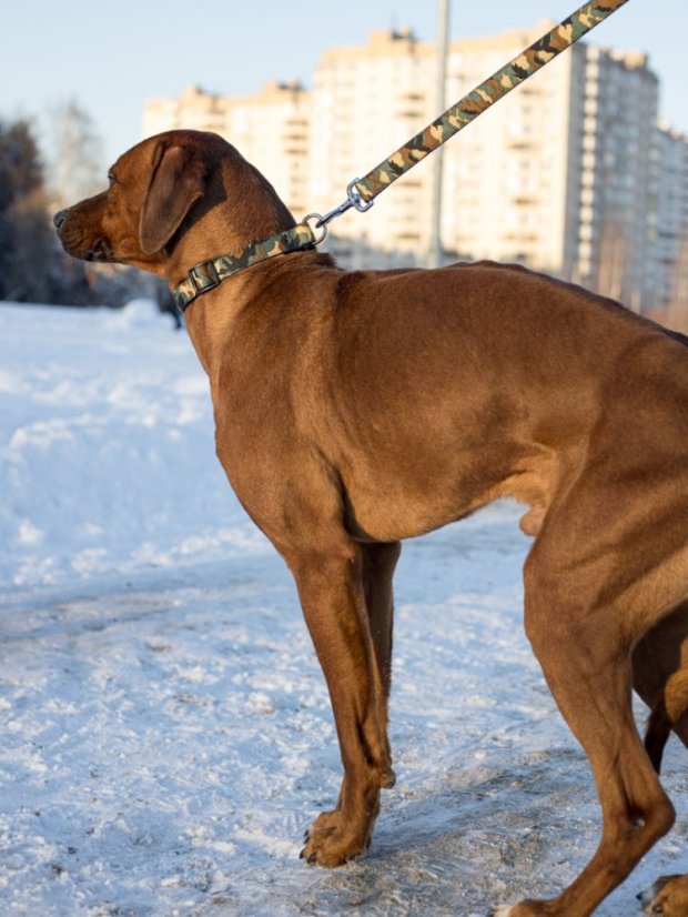 Obojek a vodítko pro psy Army M