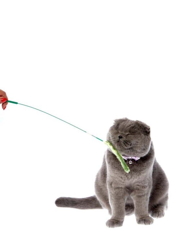 Škádlítko Klásek zelený pro kočky