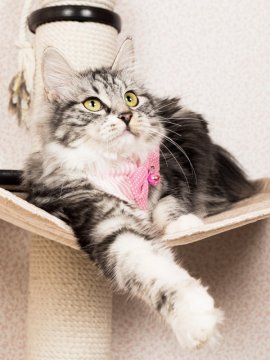 🏡 Má smysl brát kočku na chalupu?