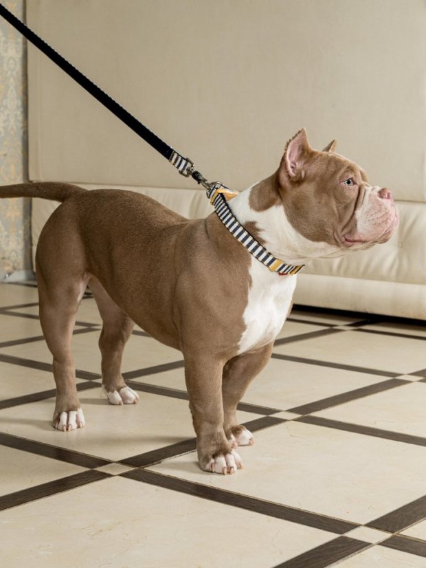 Džínový obojek a vodítko s dvojitým zapínáním pruhovaný modrý M