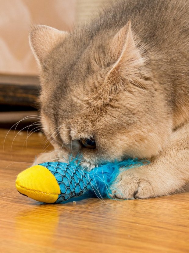 Hračka pro kočky Rybka se šantou kočičí