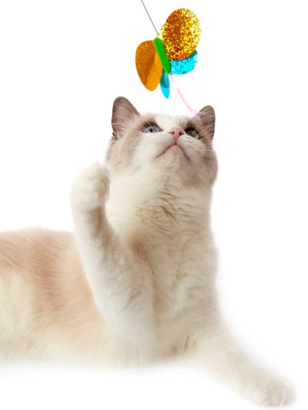 Škádlítko Motýl pro kočky