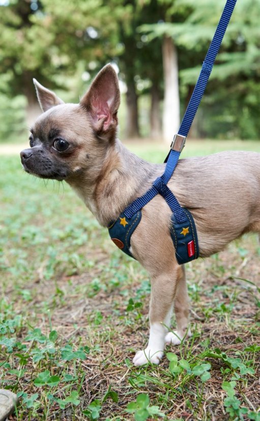 Postroj a vodítko s dvojitým zapínáním pruhovaný modrý SS