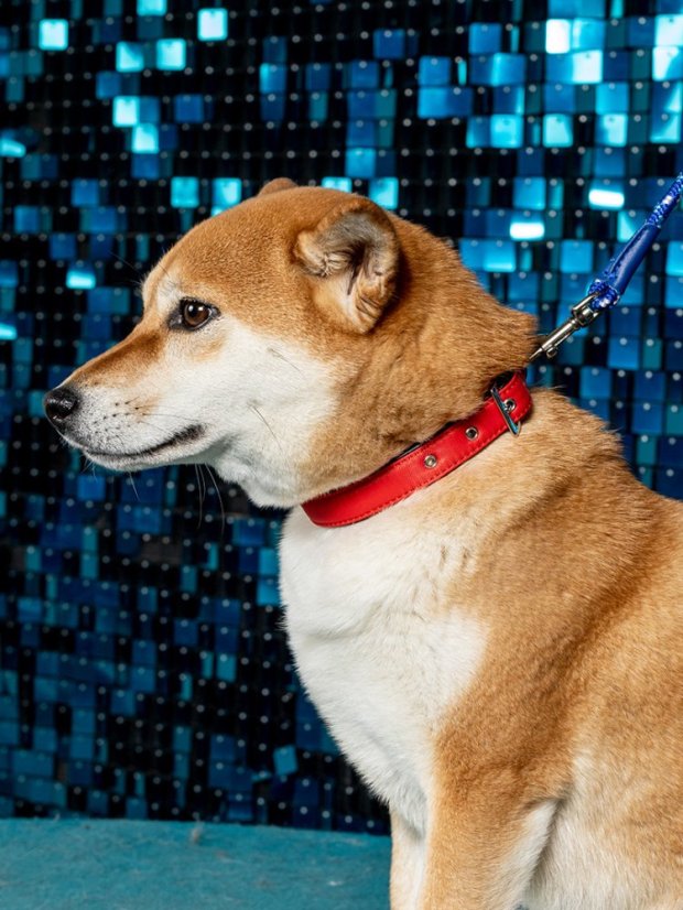 Nylonový obojek Daiski červený L