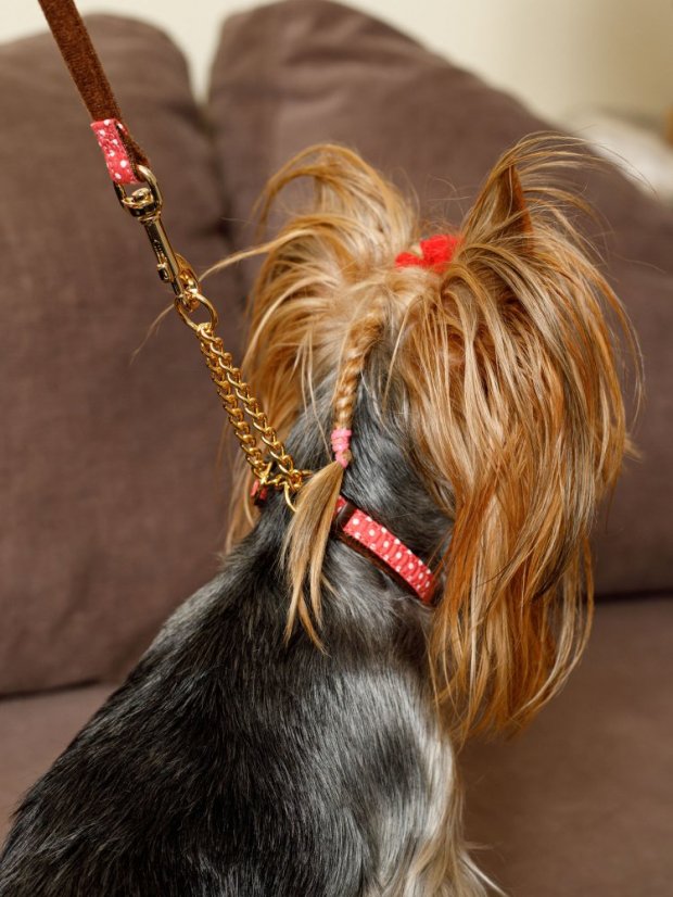 Polostahovací obojek se zlaceným řetízkem puntíkovaný červený SS