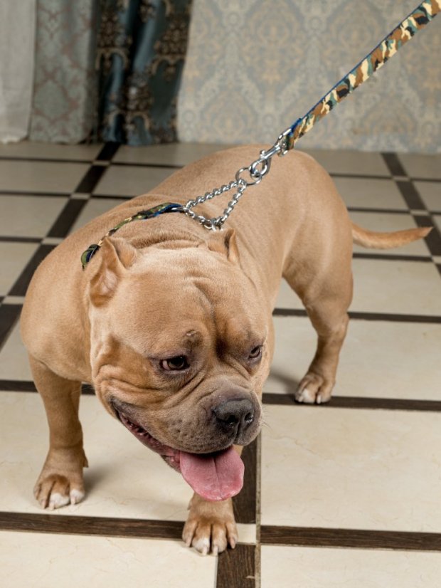 Polostahovací obojek s řetízkem Army M