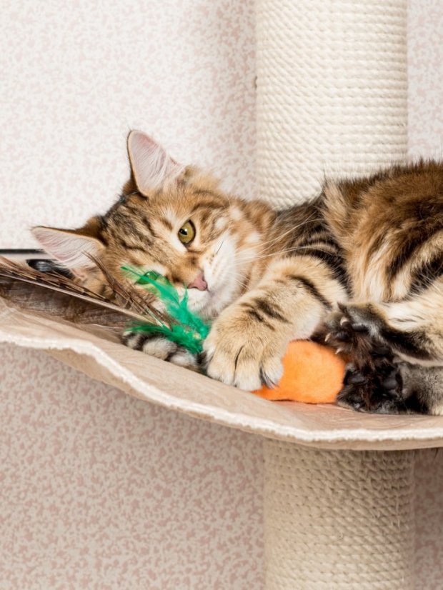 Bažantí pero pro kočky oranžové