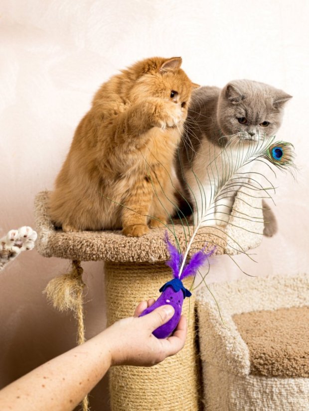 Paví pero pro kočky s kočičí hračkou fialové