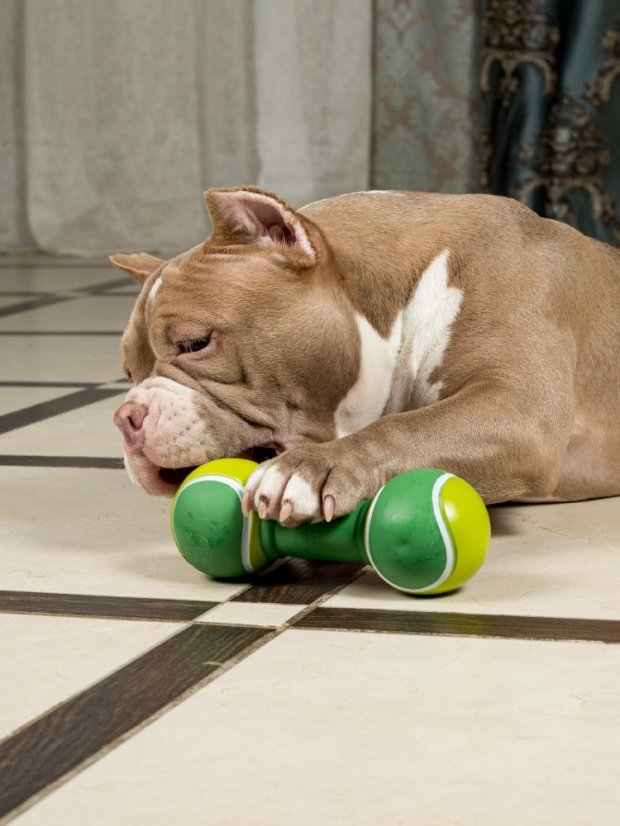 Latexová činka pro psy zelená