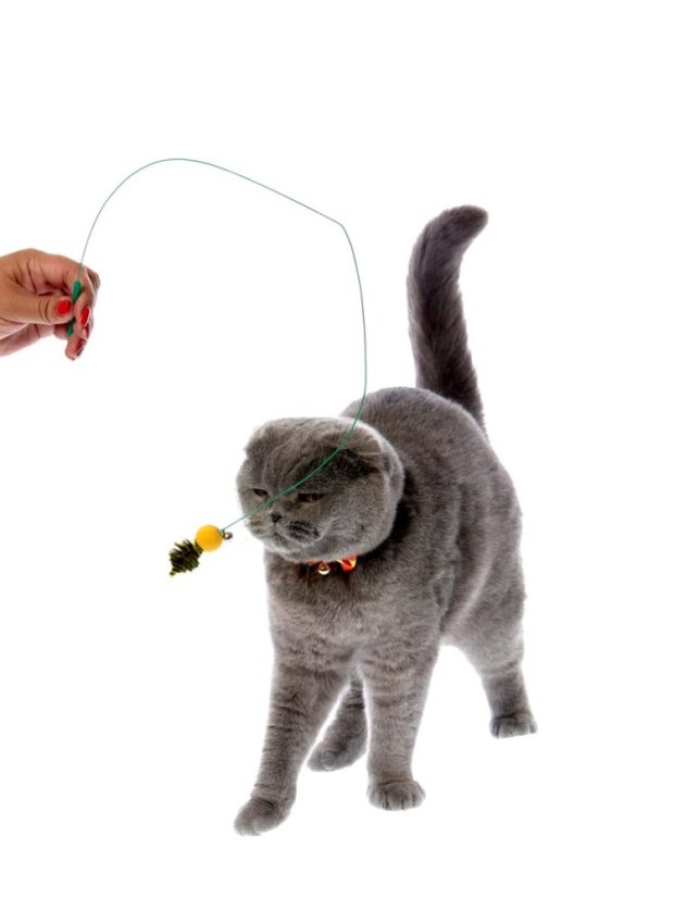 Škádlítko Včela pro kočky