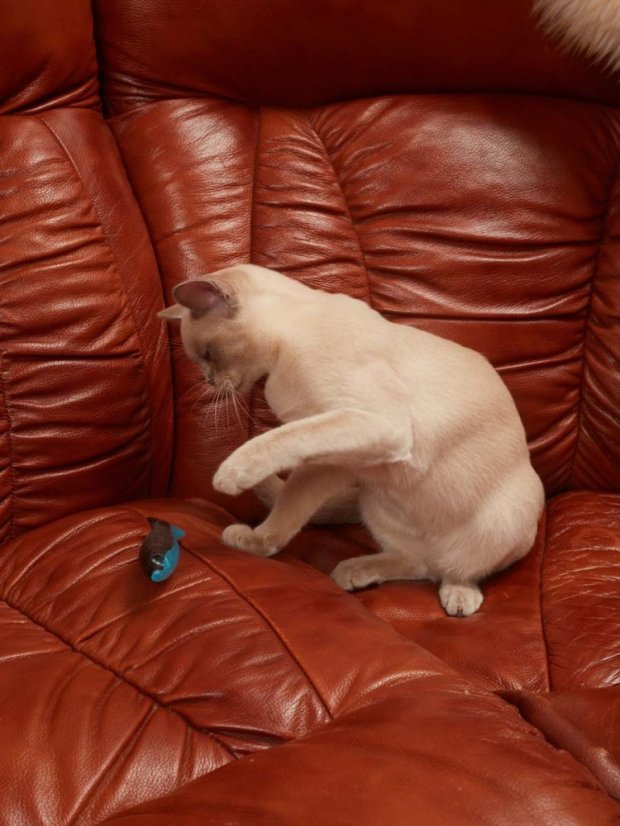 Plastová Ryba s matabi modrá