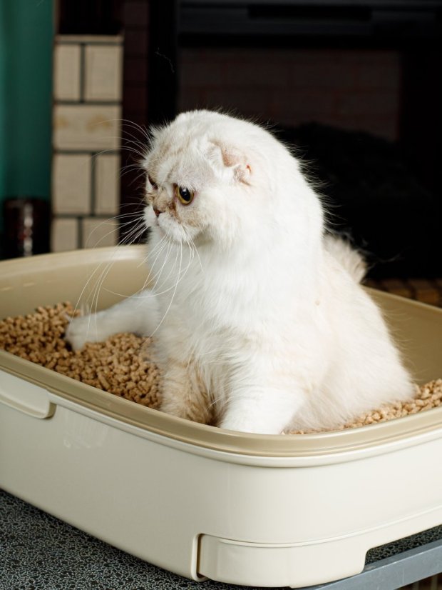 Ultrahrudkující dřevitocelulózová podestýlka s cypřišem 7 l