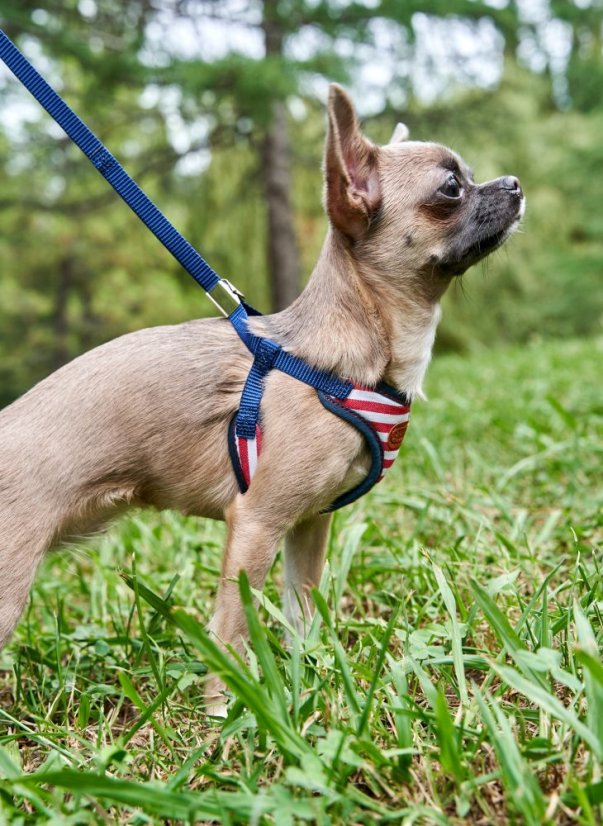 Postroj a vodítko s dvojitým zapínáním pruhovaný červený SSS