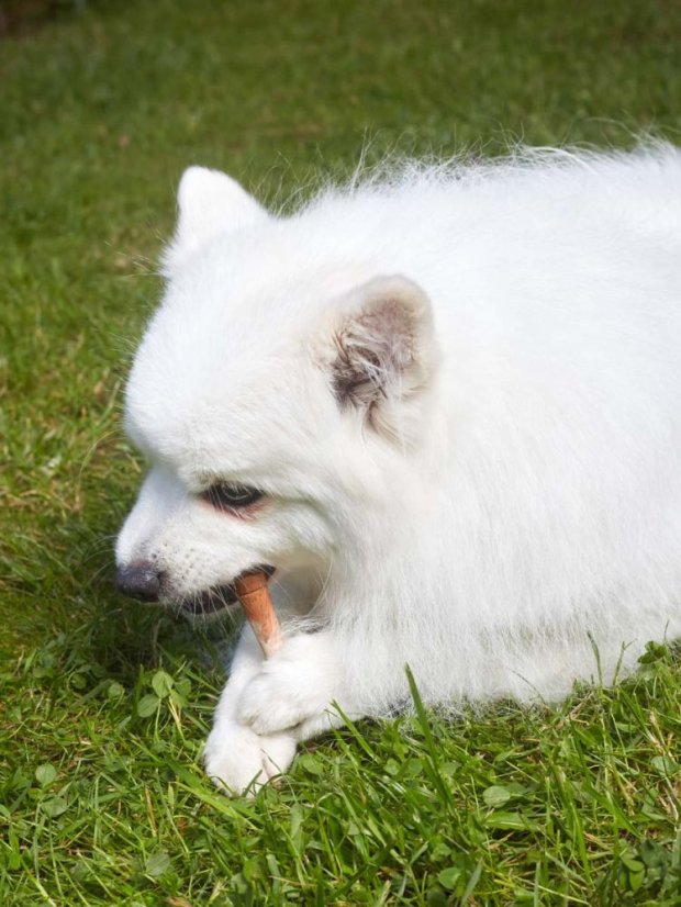 Aportovací činka dřevěná Mini