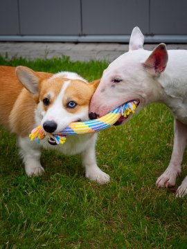 Co dělat, když pes sní co nemá?