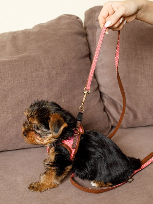 Polstrovaný postroj puntíkovaný červený S