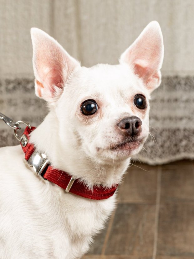 Obojek extra měkký červený S