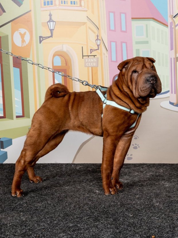 Ergonomický postroj s rozložením zátěže puntíkovaný mentolově zelený M
