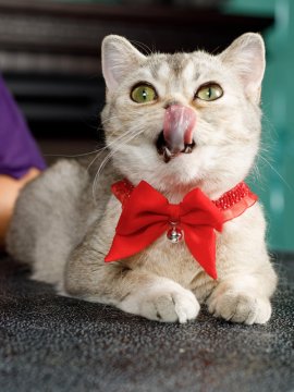 Vše pro vaše mazlíčky — z Japonska s láskou 🐾