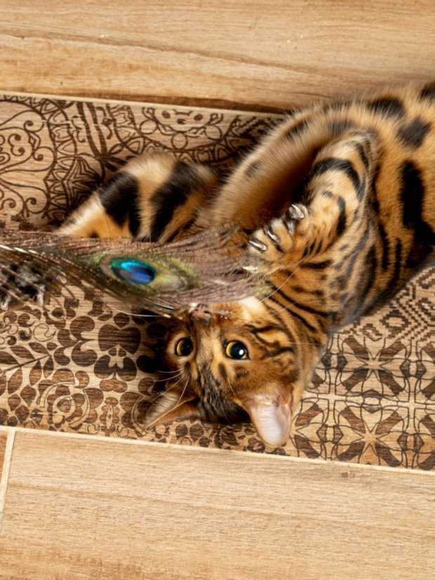 Paví pero pro kočky s kočičí hračkou fialové