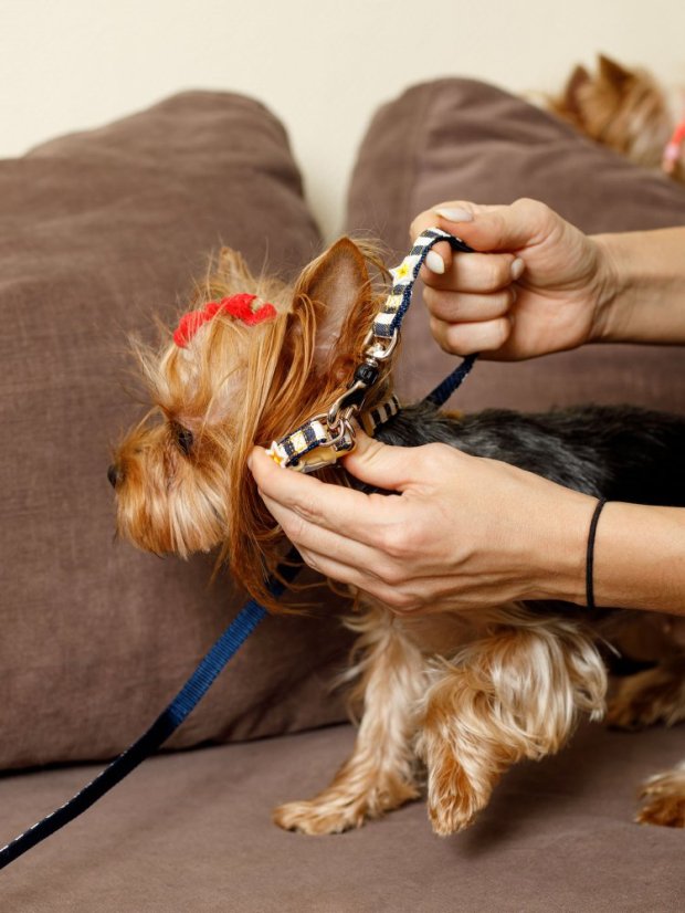 Džínový obojek a vodítko s dvojitým zapínáním pruhovaný modrý S