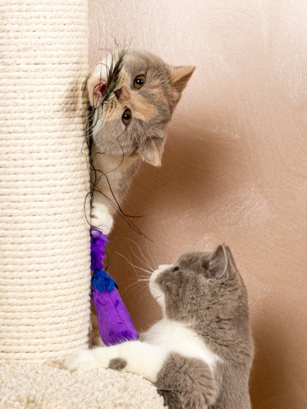 Paví pero pro kočky s kočičí hračkou fialové