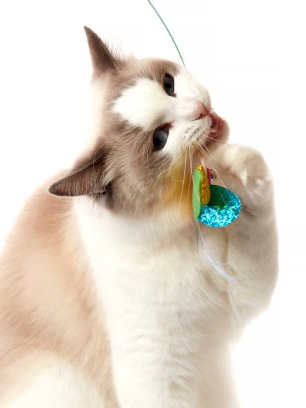 Škádlítko Motýl pro kočky