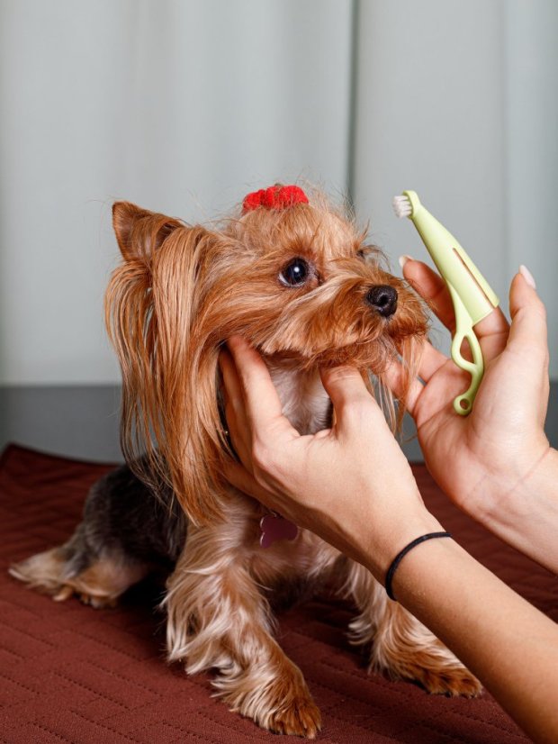 Zubní kartáček na odstranění plaku pro malé psy