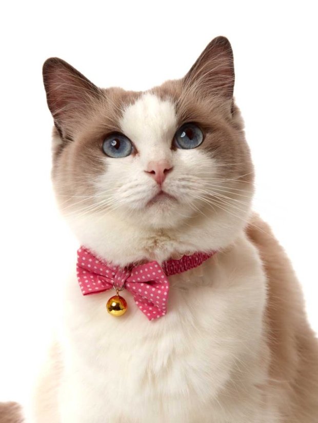 Bezpečný obojek se systémem proti udušení růžový fashion SS