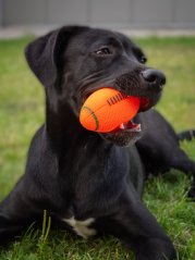 Rugby latexový míček pro psy