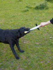 Interaktivní hračka pro psy plyšová Dlouhý tučňák pískací