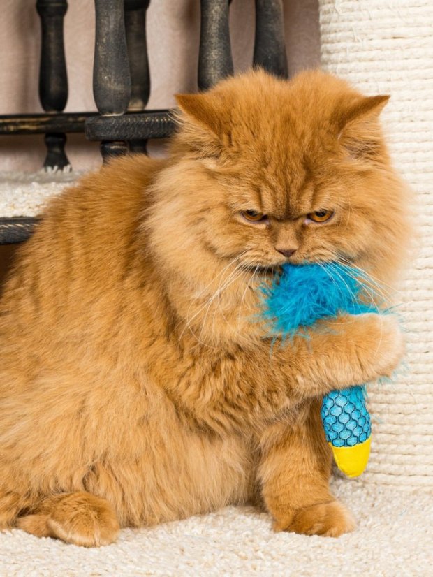 Hračka pro kočky Rybka se šantou kočičí