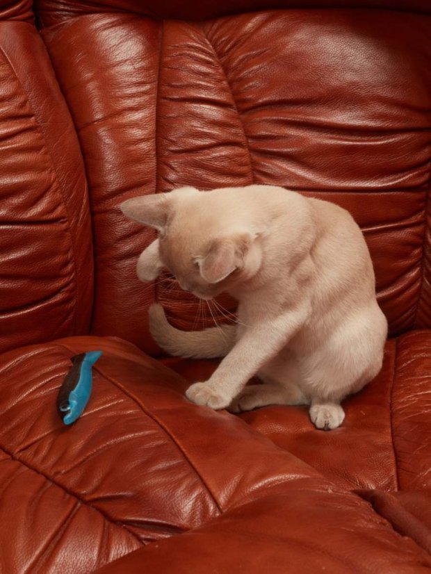 Plastová Ryba s matabi modrá