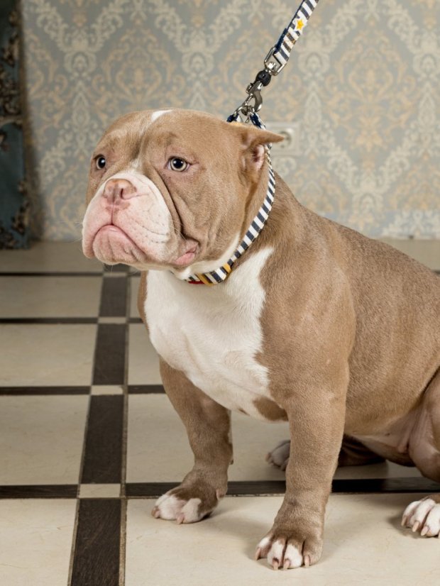 Džínový obojek s dvojitým zapínáním pruhovaný modrý M