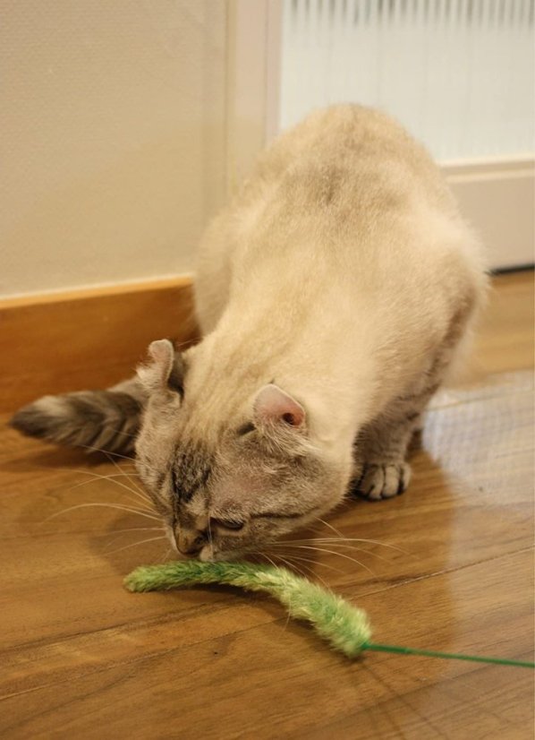 Škádlítko Klásek zelený pro kočky