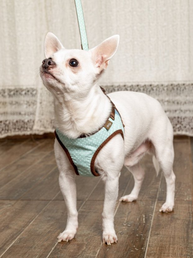 Polstrovaný postroj puntíkovaný mentolově zelený SSS