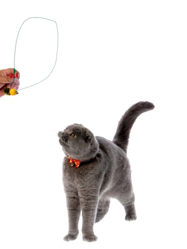 Škádlítko Včela pro kočky